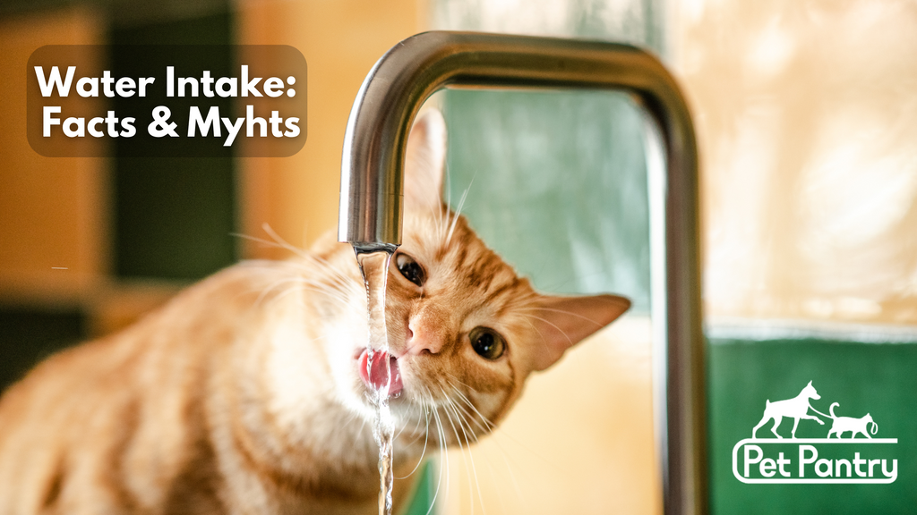 Debunking Pet Hydration Myths and Essential Tips to Keep Your Pet Hydrated